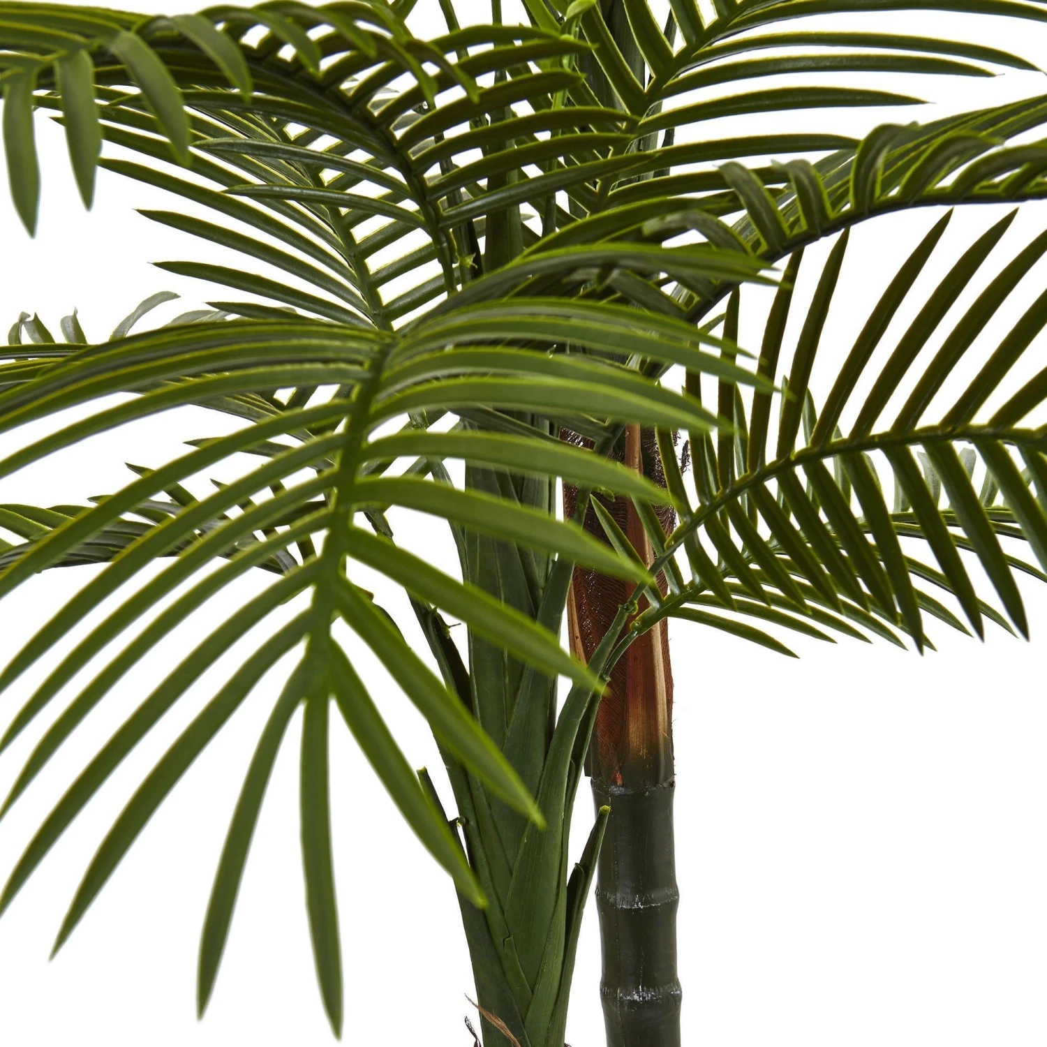 5.5’ Double Robellini Palm Tree UV Resistant (Indoor/Outdoor) 2 5.5’ Double Robellini Palm Tree UV Resistant (Indoor/Outdoor) - Image 2