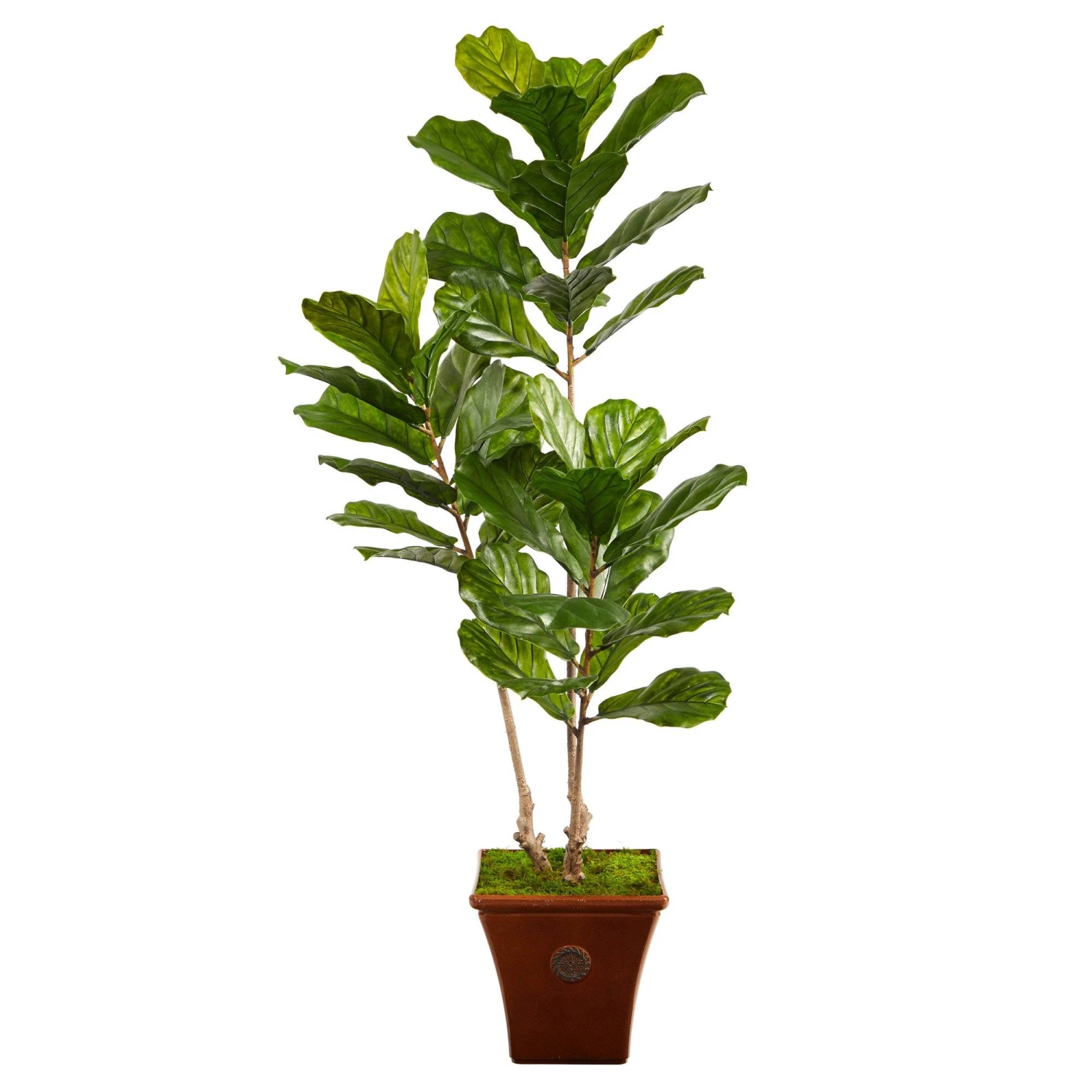 5.5’ Fiddle Leaf Artificial Tree In Brown Planter (Indoor/Outdoor) 1 5.5’ Fiddle Leaf Artificial Tree In Brown Planter (Indoor/Outdoor)