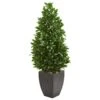 56” Bay Leaf Cone Topiary Artificial Tree UV Resistant In Black Planter (Indoor/Outdoor)