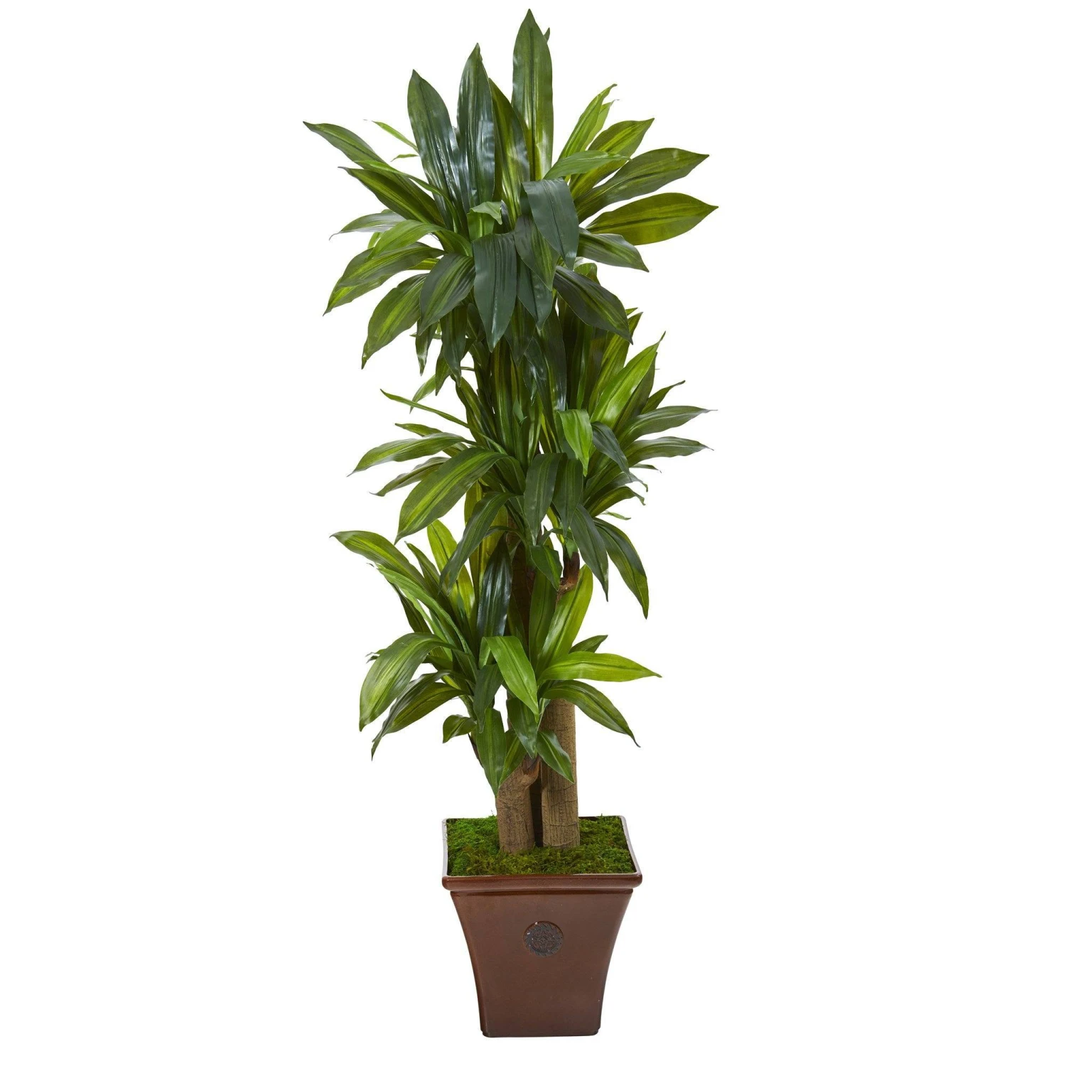 57” Corn Stalk Dracaena Artificial Plant In Brown Planter (Real Touch) 1 57” Corn Stalk Dracaena Artificial Plant In Brown Planter (Real Touch)