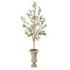 57” Olive Artificial Tree In Sand Colored Urn