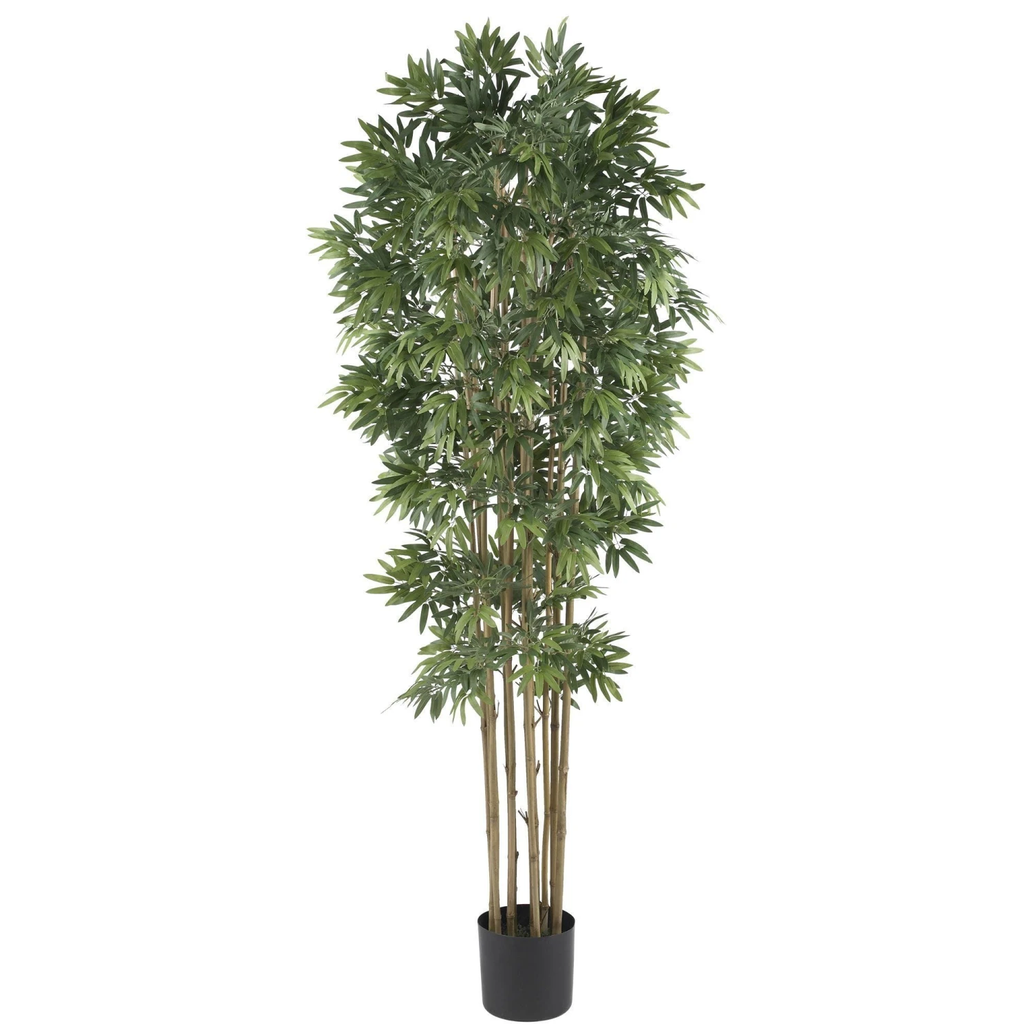 6' Bamboo Japanica Silk Tree 1 6' Bamboo Japanica Silk Tree