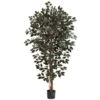 6’ Capensia Ficus Tree X 3 W/1008 Lvs
