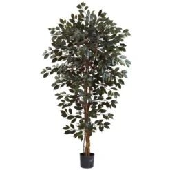 6’ Capensia Ficus Tree X 3 W/1008 Lvs
