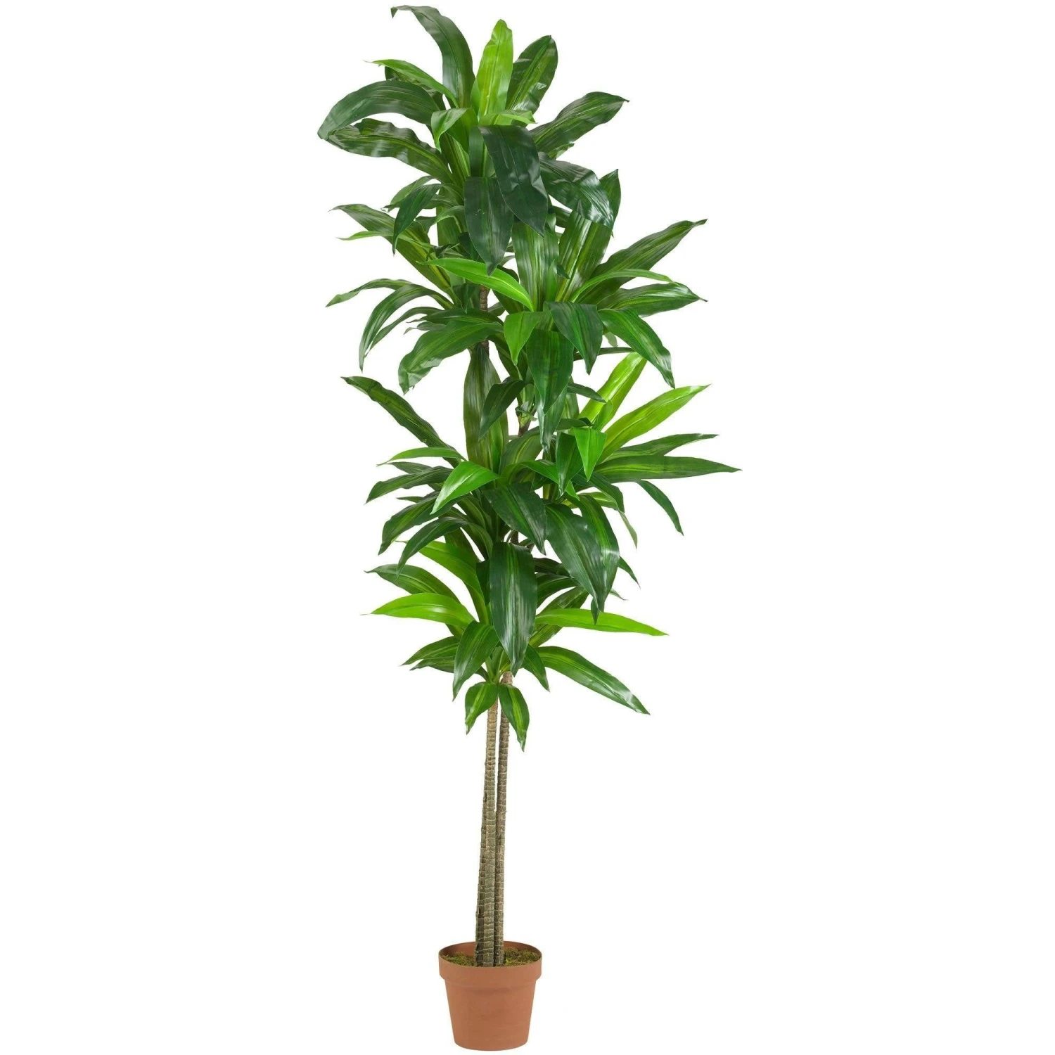 6’ Dracaena Silk Plant (Real Touch) 1 6’ Dracaena Silk Plant (Real Touch)