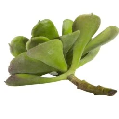 6” Echeveria Succulent (Set Of 12) -Artificial Trees Store artificial 6 echeveria succulent set of 12 nearly natural 663362