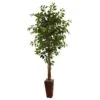 6' Ficus Tree W/Bamboo Planter