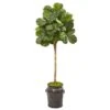 6’ Fiddle Leaf Fig Artificial Tree In Metal Planter