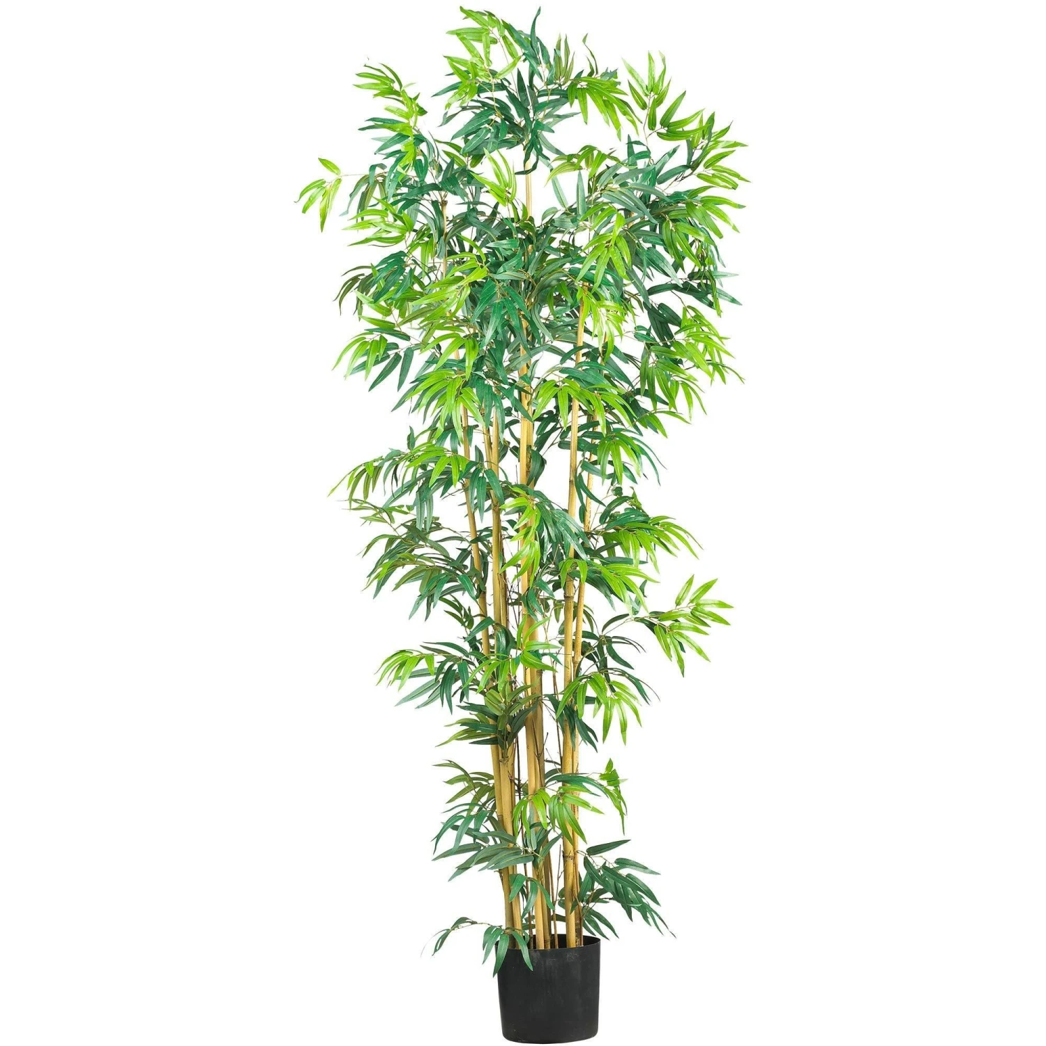 6' Multi Bambusa Bamboo Silk Tree 1 6' Multi Bambusa Bamboo Silk Tree