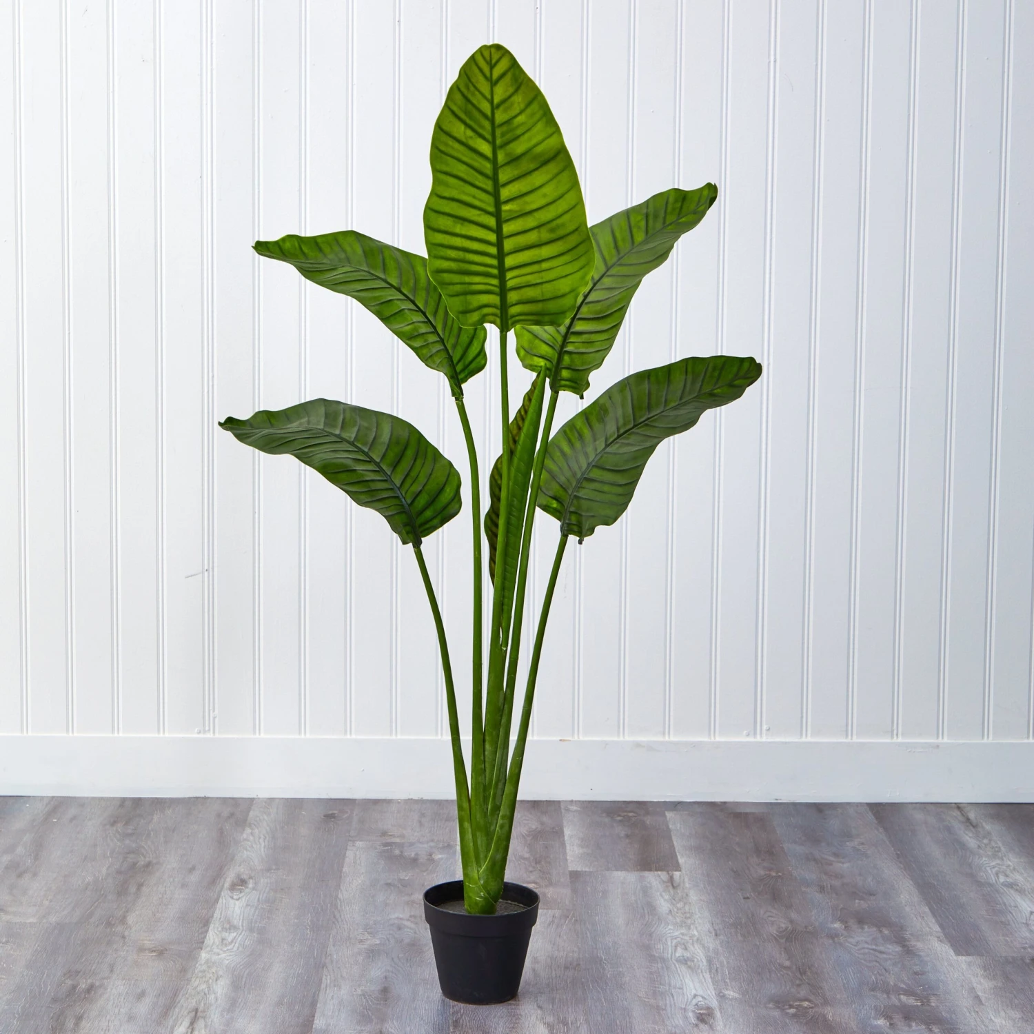 64” Travelers Palm Tree UV Resistant (Indoor/Outdoor) 6 64” Travelers Palm Tree UV Resistant (Indoor/Outdoor) - Image 6