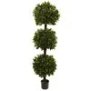 6.5’ Sweet Bay Triple Ball Topiary