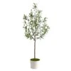 70” Olive Artificial Tree In White Tin Planter