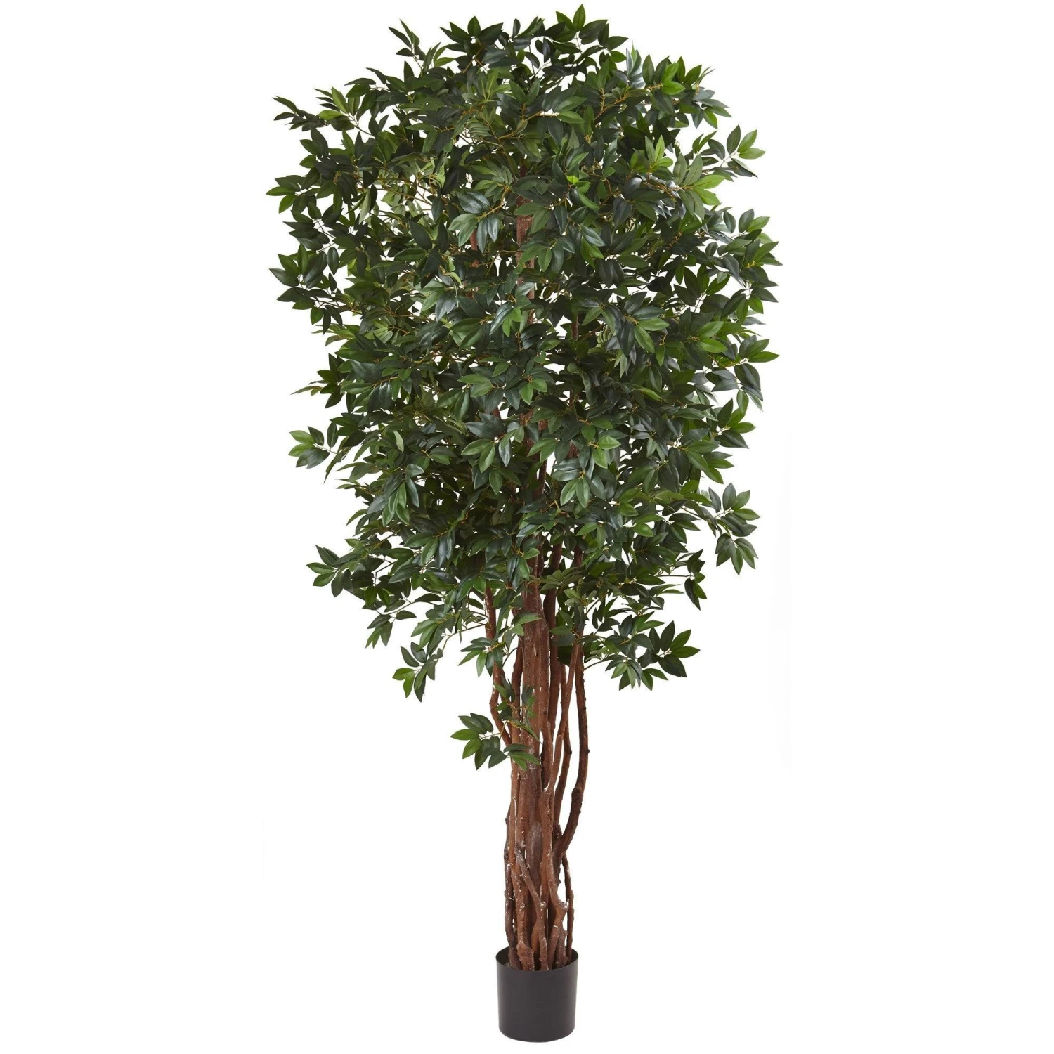 7.5’ Lychee Silk Tree 1 7.5’ Lychee Silk Tree