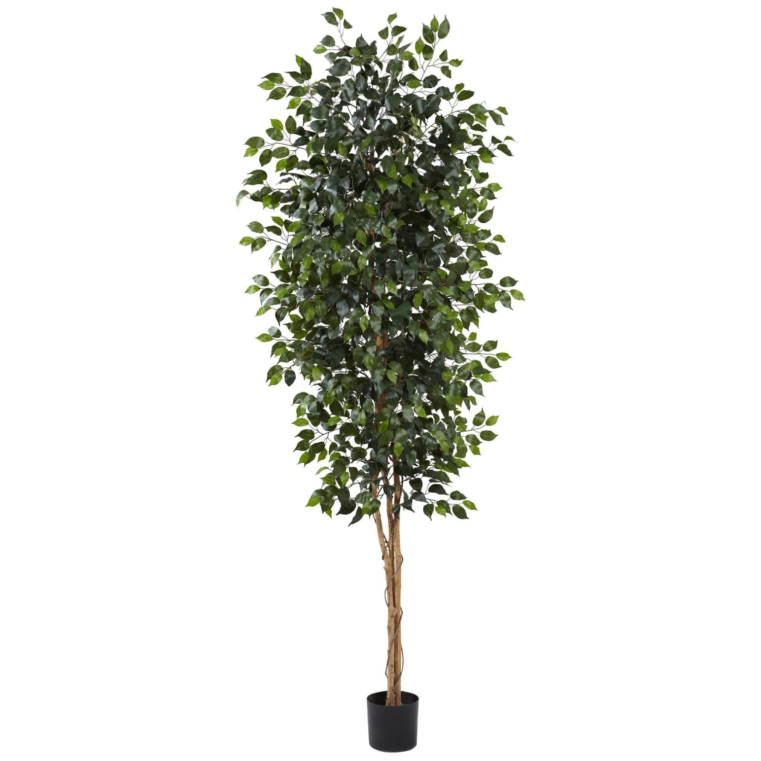8’ Ficus Tree W/1512 Lvs 1 8’ Ficus Tree W/1512 Lvs