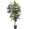 8'Golden Cane Palm Silk Tree