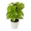 9” Artificial Pothos Plant In White Planter (Real Touch)