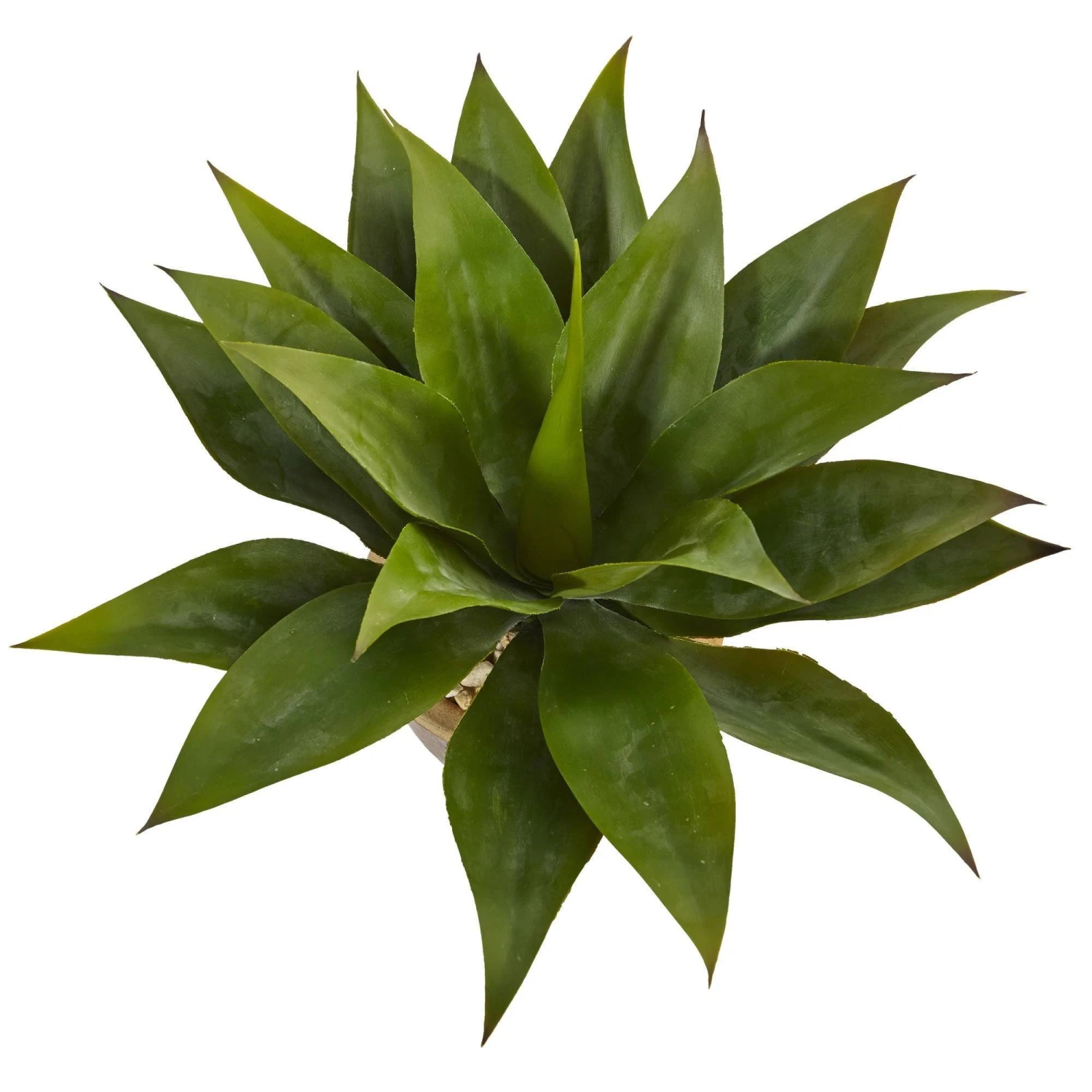 Agave In Glazed Clay Pot 2 Agave In Glazed Clay Pot - Image 2