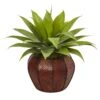 Agave Succulent In Weave Planter