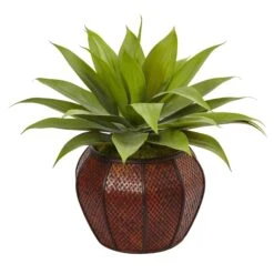 Agave Succulent In Weave Planter