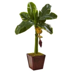 Banana Tree In Wooden Planter