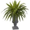 Birdsnest Fern With Urn