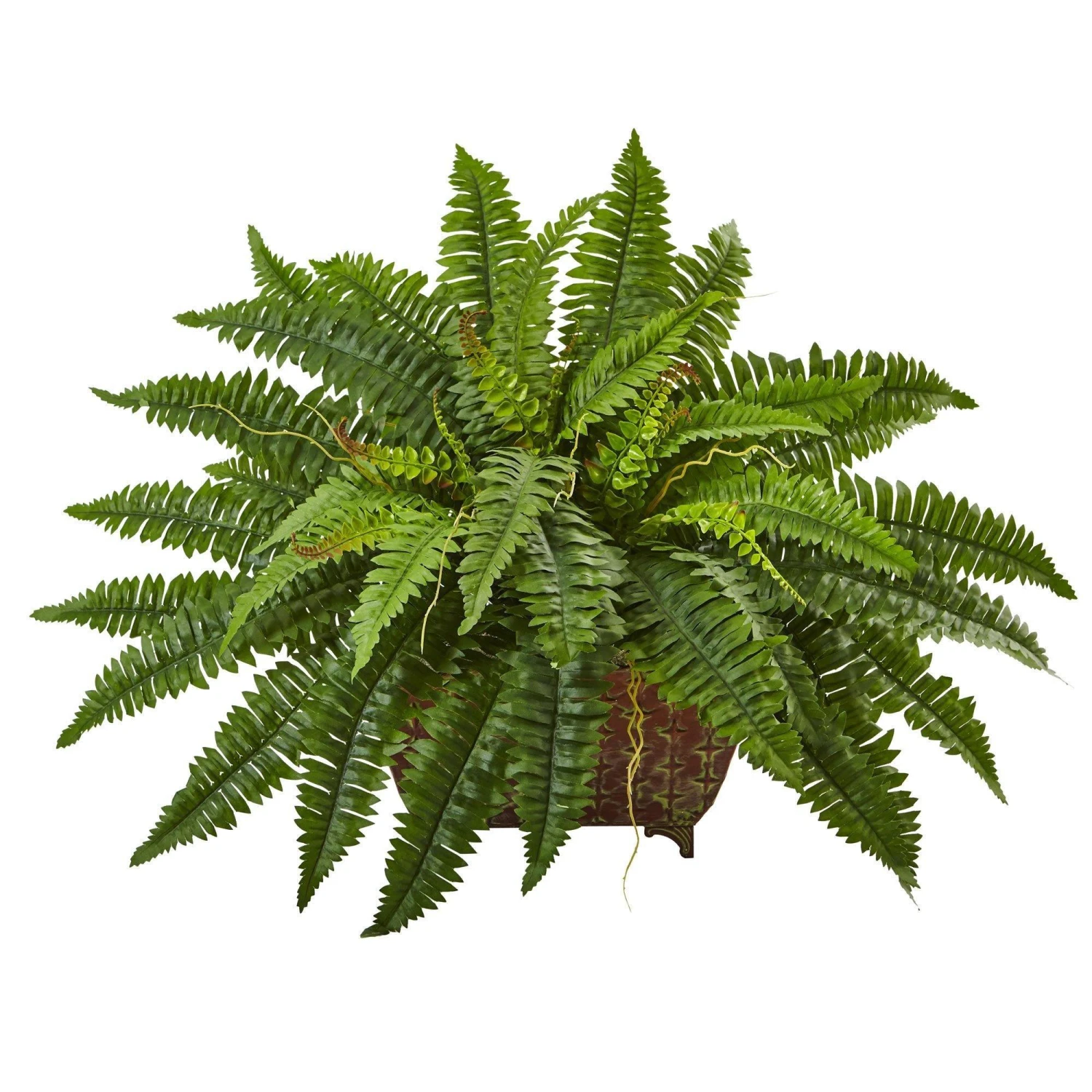 Boston Fern In Metallic Planter 1 Boston Fern In Metallic Planter