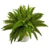 Boston Fern In White Planter