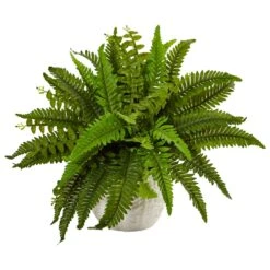 Boston Fern In White Planter