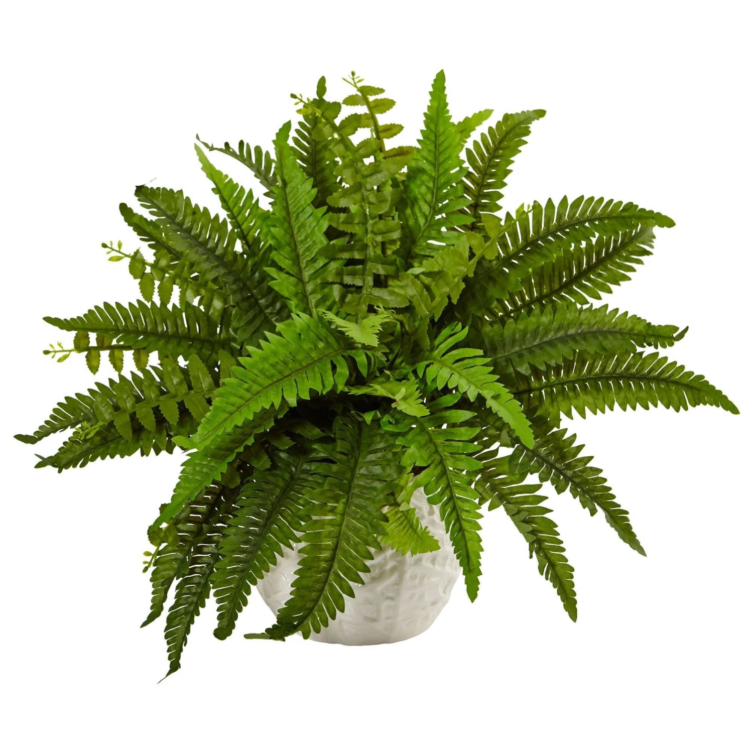 Boston Fern In White Planter 1 Boston Fern In White Planter