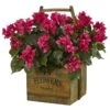 Bougainvillea In Rustic Wood Planter