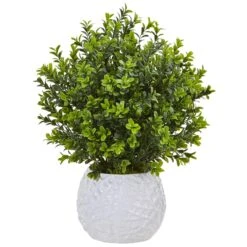 Boxwood In White Vase (Indoor/Outdoor)