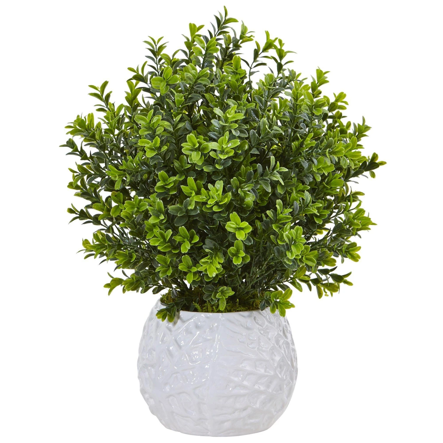 Boxwood In White Vase (Indoor/Outdoor) 1 Boxwood In White Vase (Indoor/Outdoor)