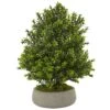 Boxwood Plant In Stone Planter (Indoor/Outdoor)
