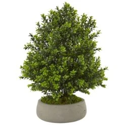 Boxwood Plant In Stone Planter (Indoor/Outdoor)