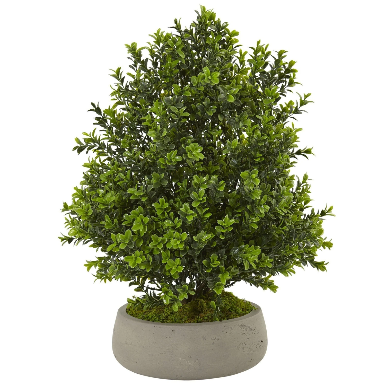 Boxwood Plant In Stone Planter (Indoor/Outdoor) 1 Boxwood Plant In Stone Planter (Indoor/Outdoor)