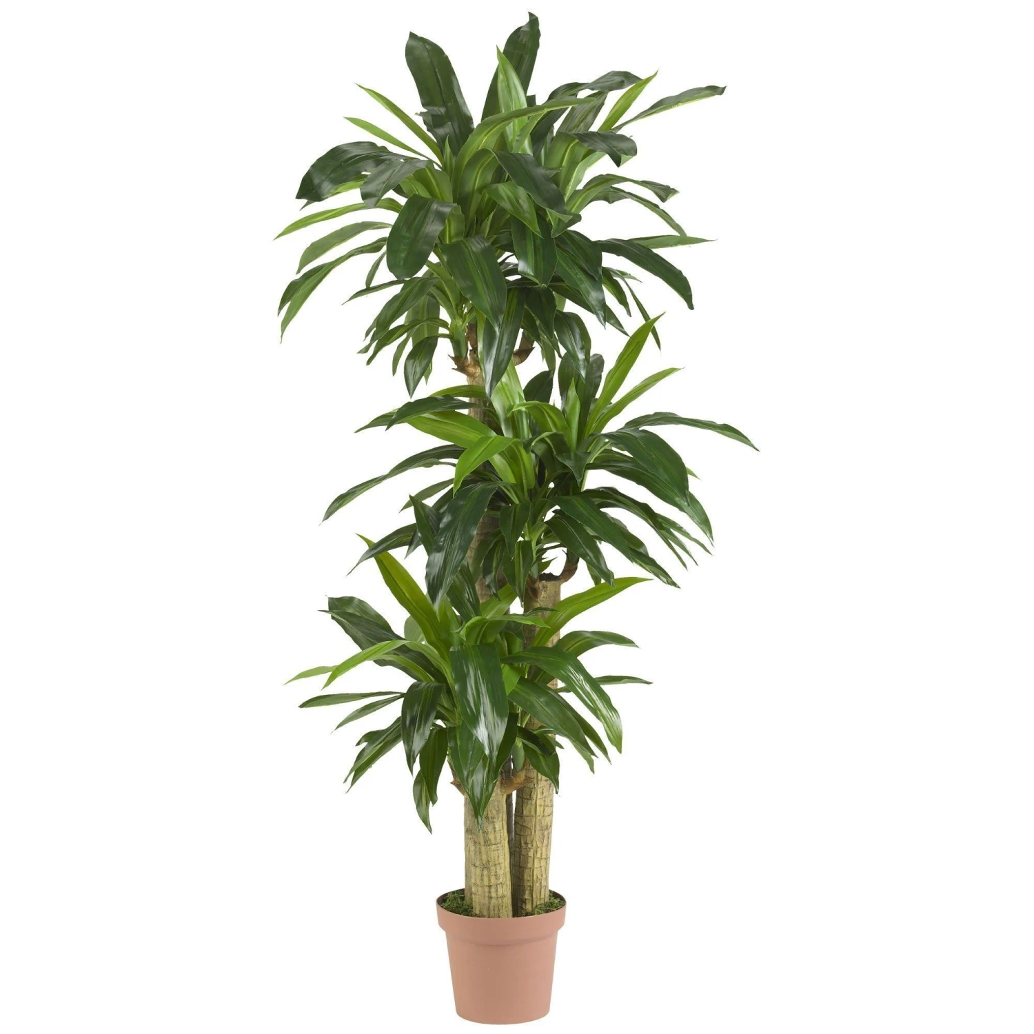 Corn Stalk Dracaena Silk Plant (Real Touch) 1 Corn Stalk Dracaena Silk Plant (Real Touch)