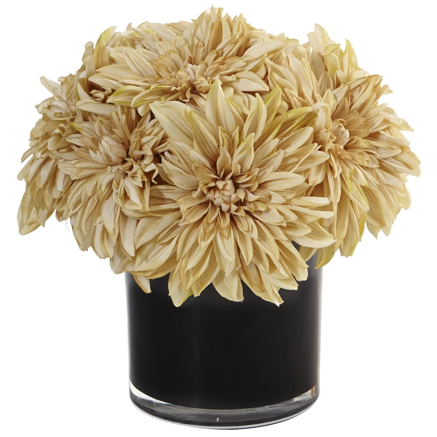 Dahlia Mum In Black Glossy Cylinder 1 Dahlia Mum In Black Glossy Cylinder