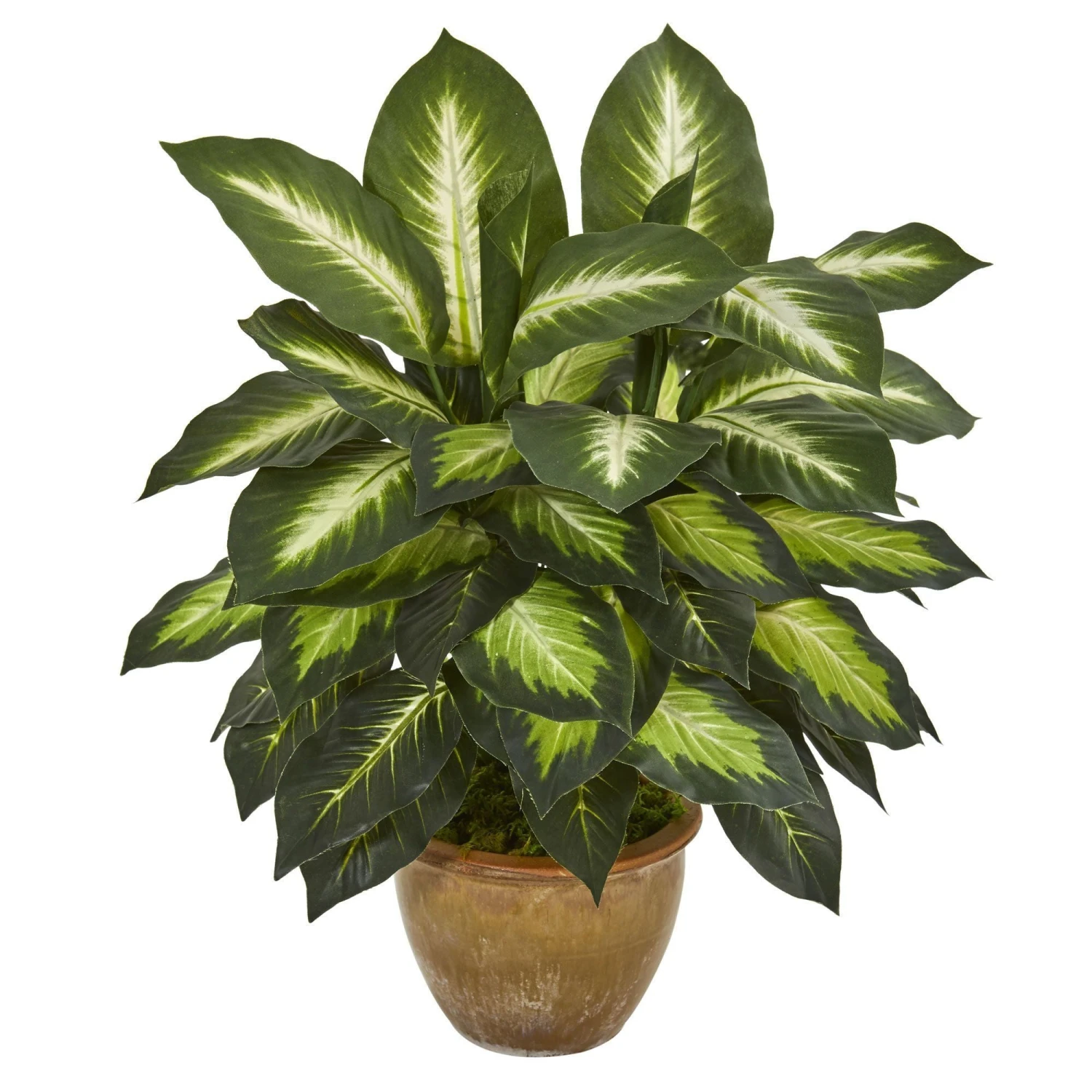 Dieffenbachia Artificial Plant In Ceramic Planter 1 Dieffenbachia Artificial Plant In Ceramic Planter
