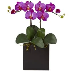 Double Mini Phalaenopsis In Black Vase