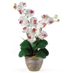 Double Stem Phalaenopsis Silk Orchid Arrangement -Artificial Trees Store artificial double stem phalaenopsis silk orchid arrangement nearly natural white 777229