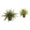 Fern W/Decorative Planter (Set Of 2)