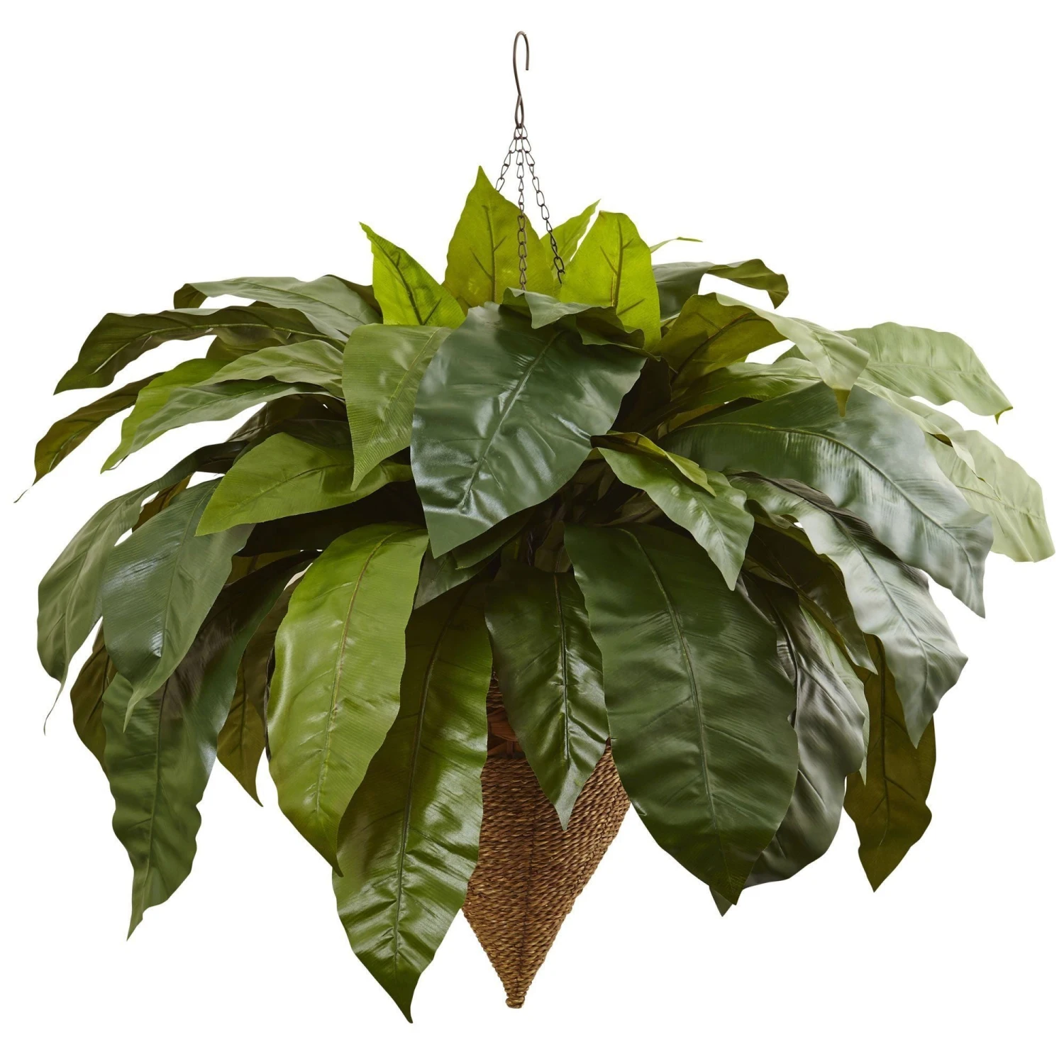 Giant Bird’s Nest Fern With Cone Hanging Basket 1 Giant Bird’s Nest Fern With Cone Hanging Basket