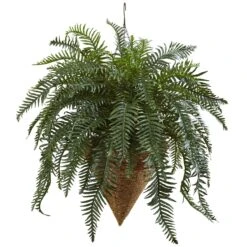 Giant River Fern With Cone Hanging Basket