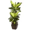 Golden Dieffenbachia W/Decorative Planter
