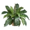 Large Birds Nest Fern Hanging Basket