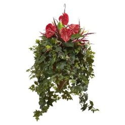 Mixed Anthurium Hanging Basket