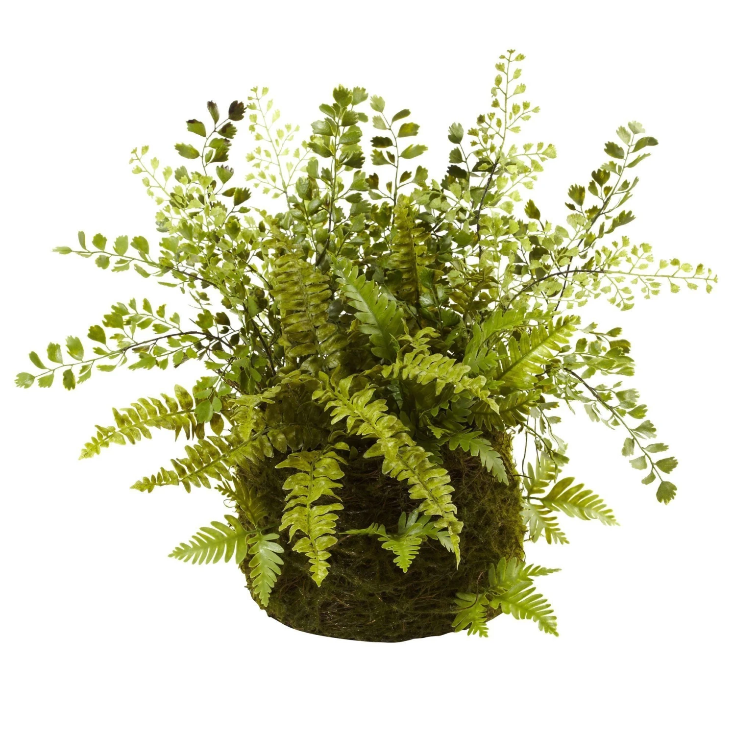 Mixed Fern W/Twig And Moss Basket 1 Mixed Fern W/Twig And Moss Basket