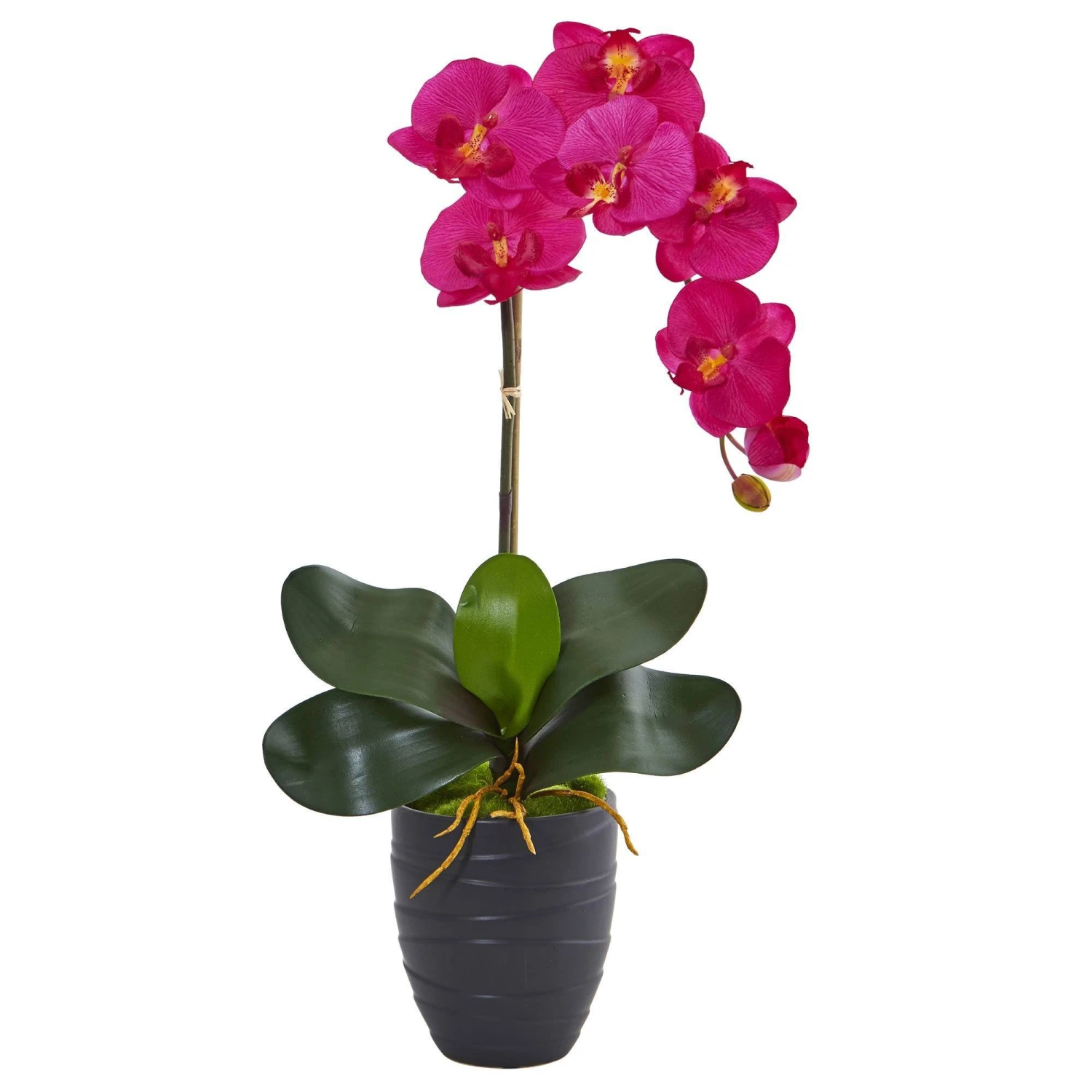 Phalaenopsis Orchid In Black Vase 2 Phalaenopsis Orchid In Black Vase - Image 2