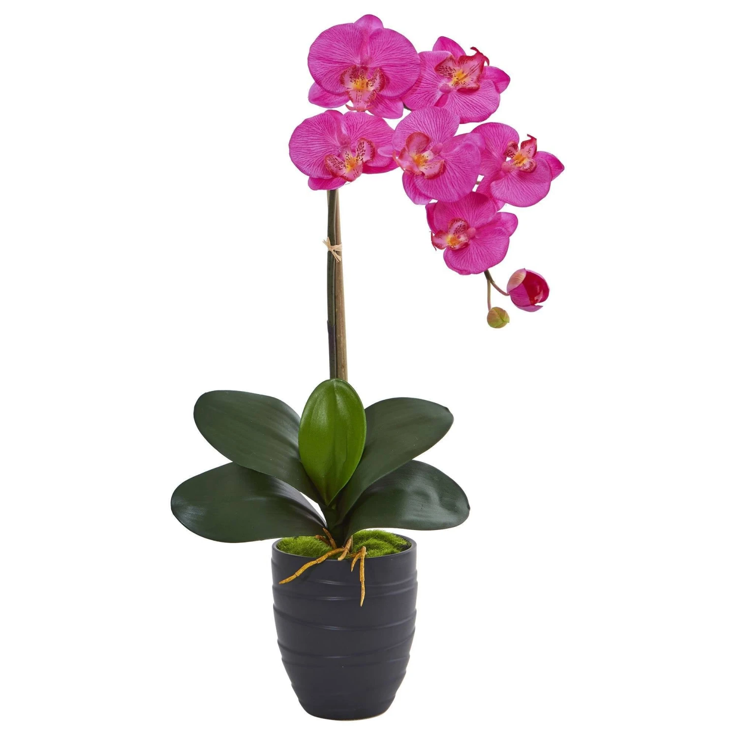 Phalaenopsis Orchid In Black Vase 3 Phalaenopsis Orchid In Black Vase - Image 3