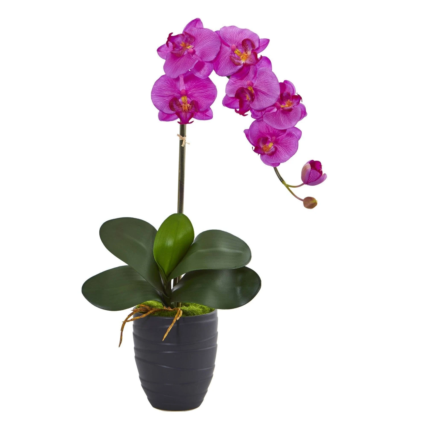 Phalaenopsis Orchid In Black Vase 6 Phalaenopsis Orchid In Black Vase - Image 6